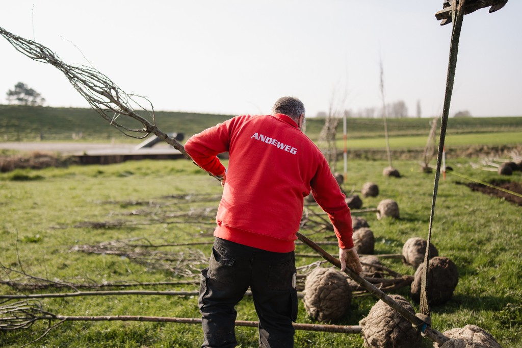 Bomen planten & nazorg