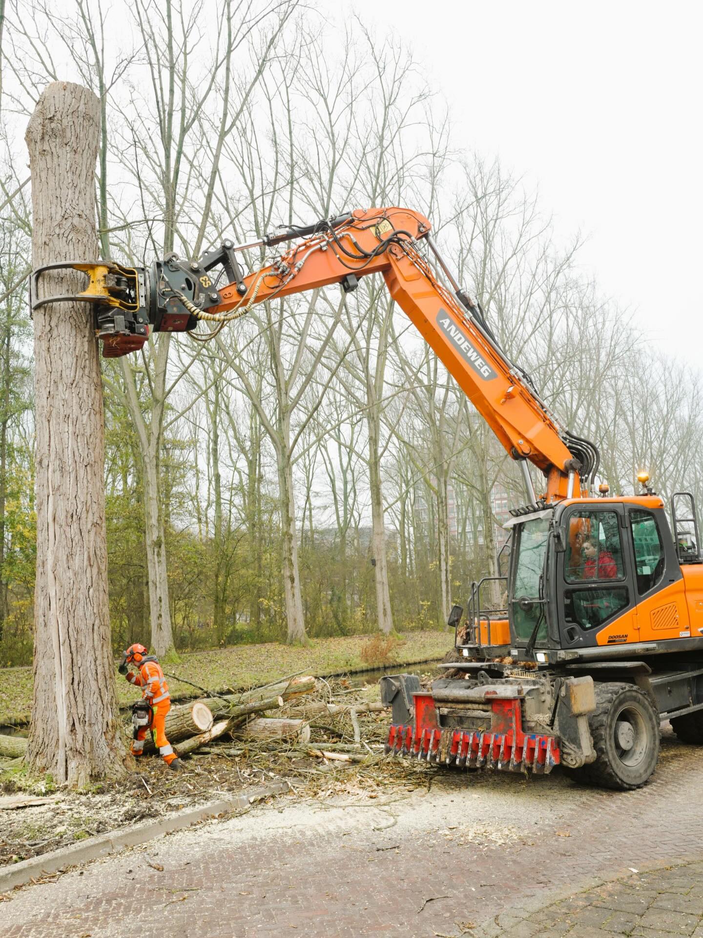 Bomen kappen in Delft - Afbeelding 1