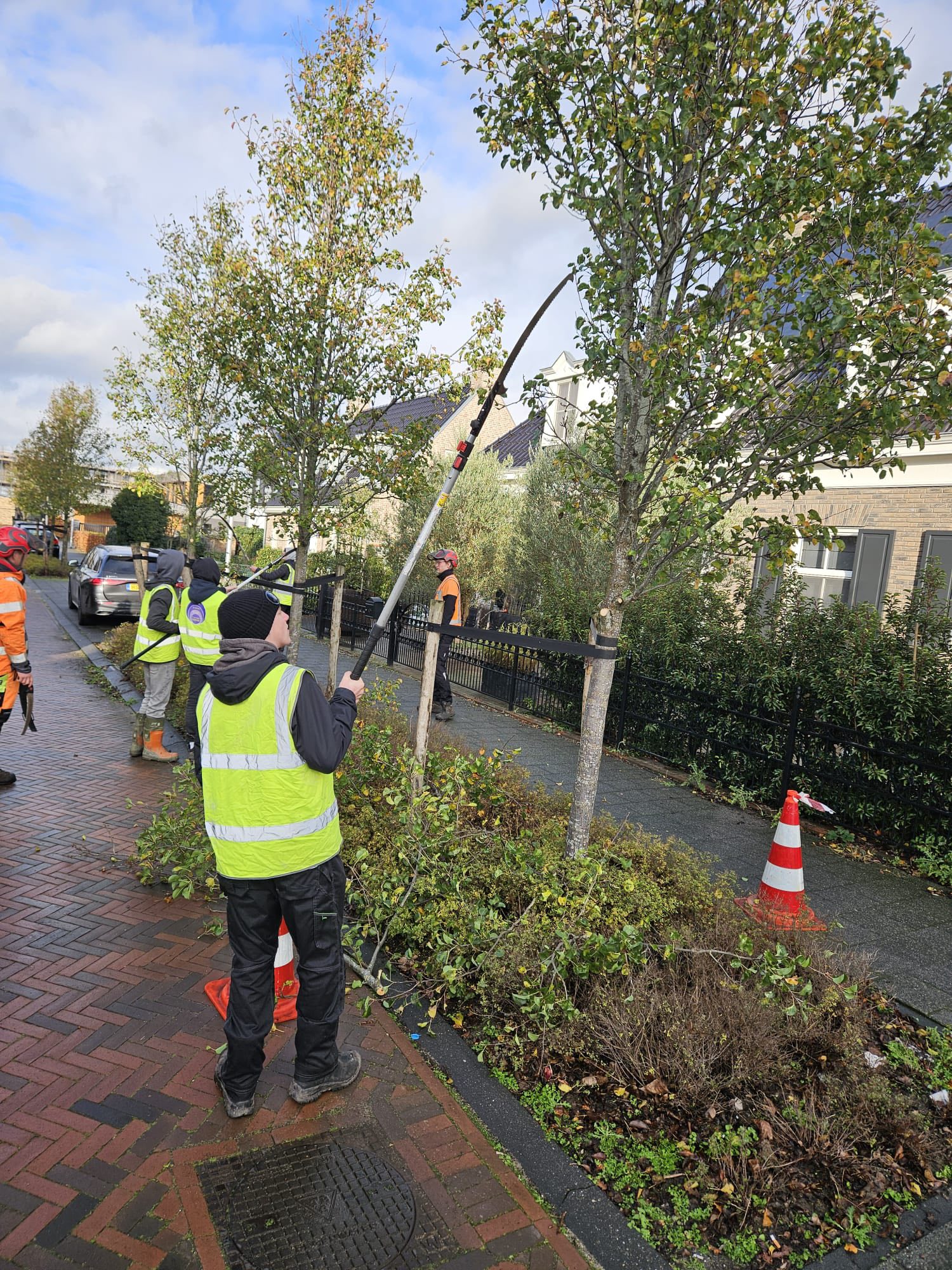 Boomverzorging in actie