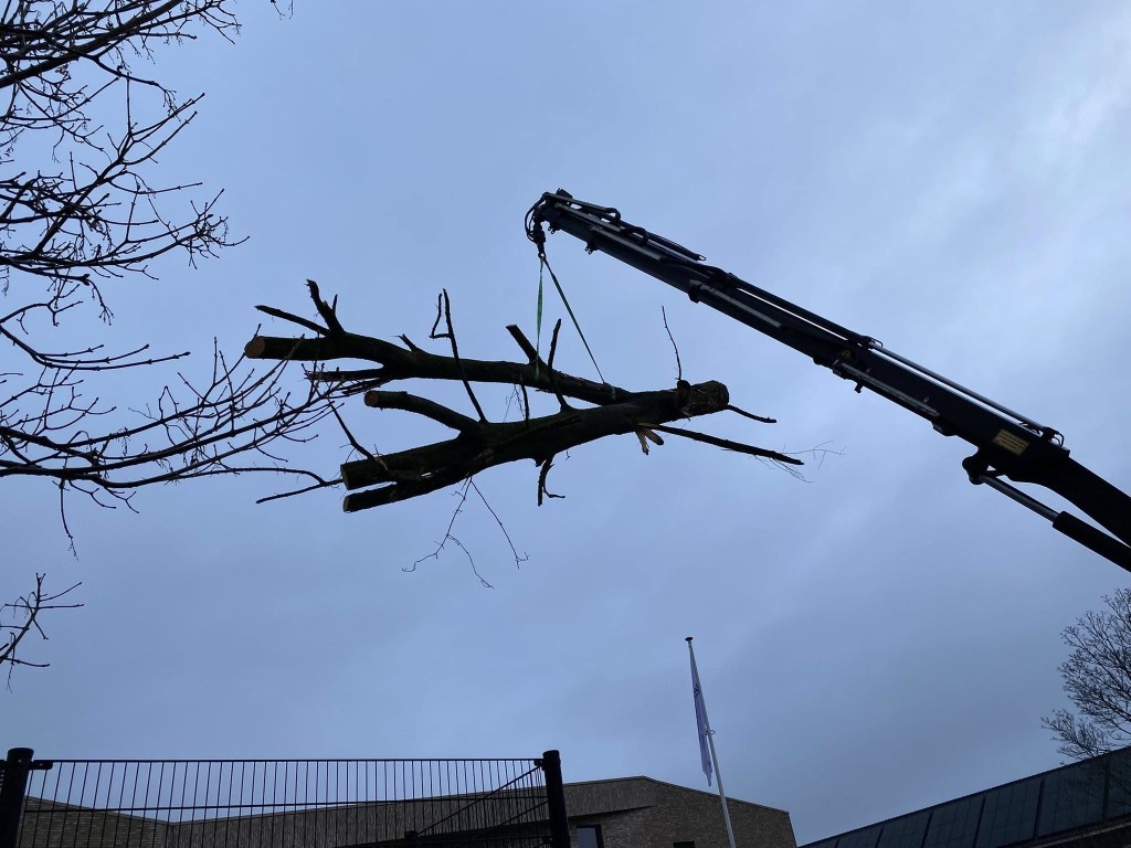 Speelboom bij basisschool De Zeewinde - Afbeelding 2