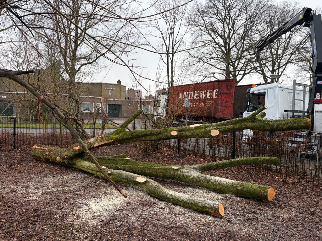 Speelboom bij basisschool De Zeewinde - Afbeelding 4